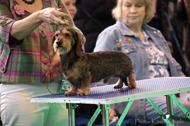 Crufts2011_2 601.jpg